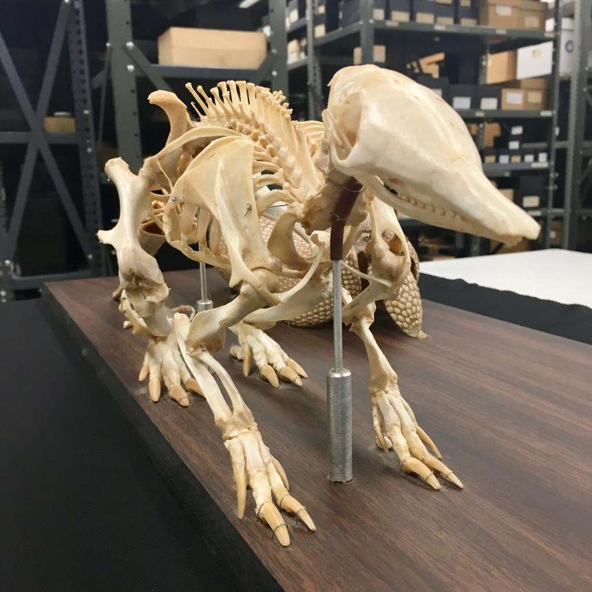 Armadillo skeleton