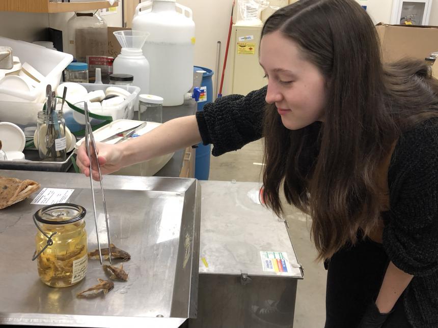 Intern working with GMNH Collections