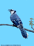 bluejay