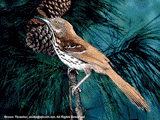 brown thrasher