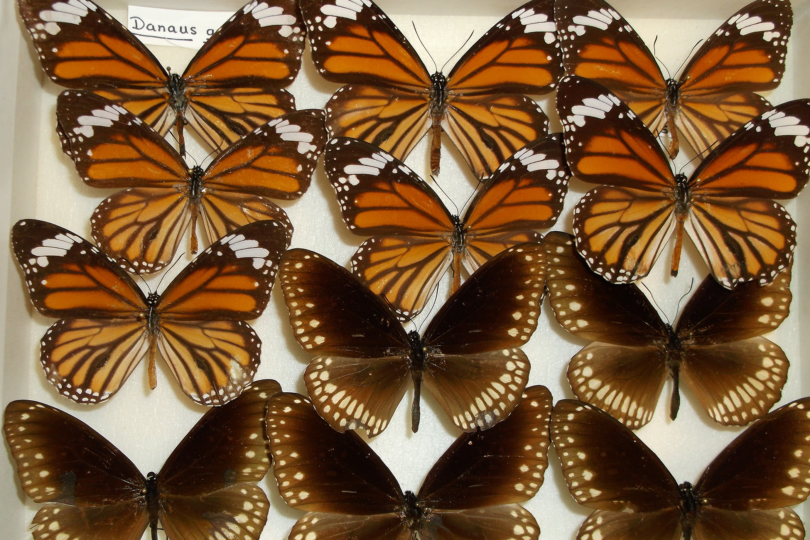 Pinned specimens of common tiger (Danaus genutia) and common crow (Euploea core) butterflies. (Photo by Maria Luisa Müller-Theissen)