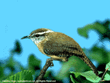 carolina wren