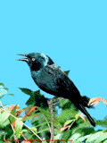 grackle