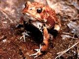 toad