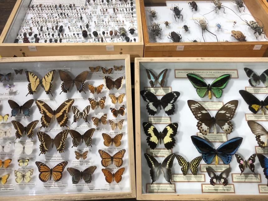 Butterfly Collection