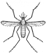 Mosquito