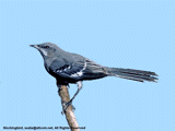 mockingbird