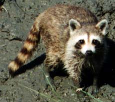raccoon