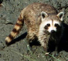 raccoon