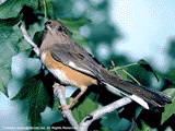 towhee