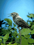 starling