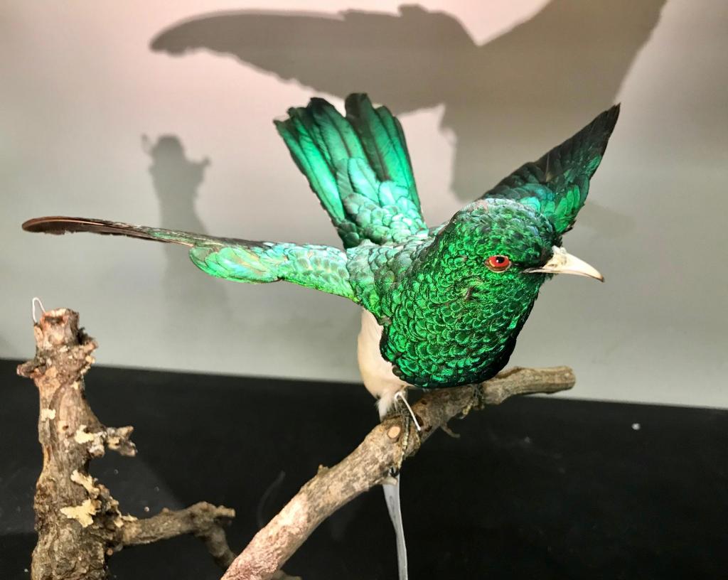Chrysococcyx cupreus (“African emerald cuckoo”) was collected in Ethiopia in 1966.