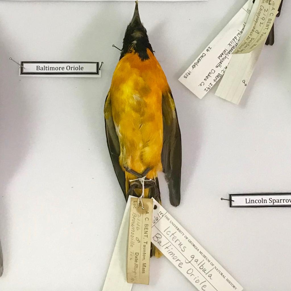 Icterus galbula (“Baltimore oriole”) is a small blackbird common to North America and namesake of the Baltimore Orioles baseball team.