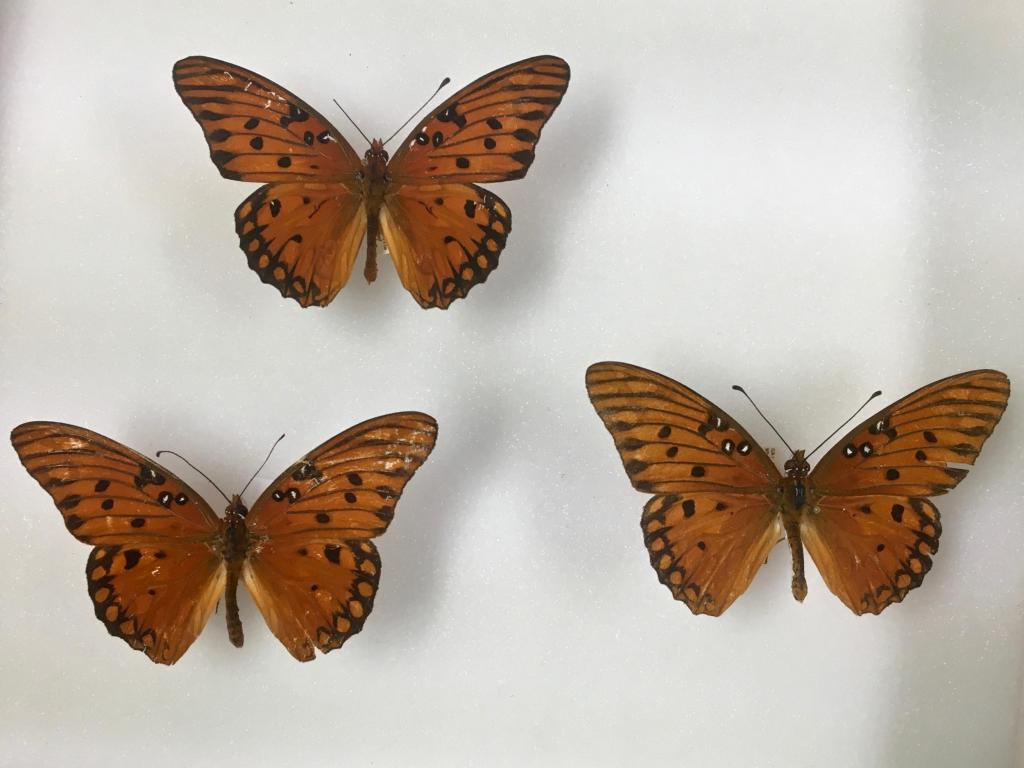 Agraulis vanillae (“Gulf Fritillary”). This specimen was collected in North Carolina in 1870.