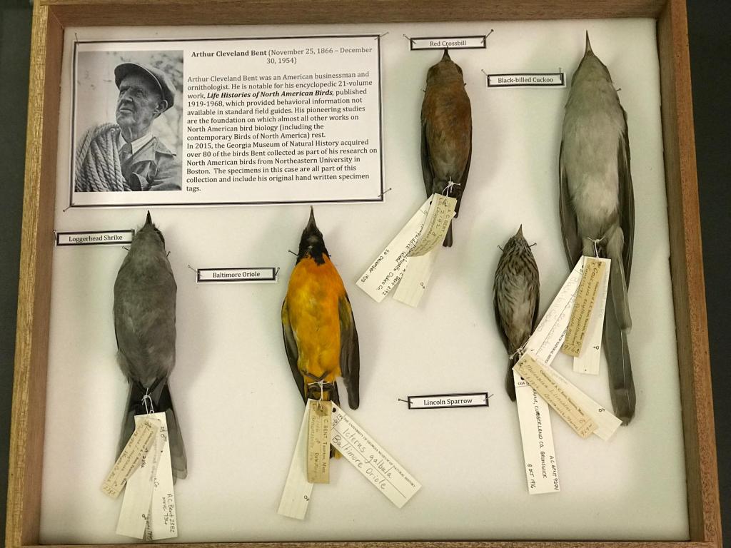 In 2015, the Georgia Museum of Natural History acquired over 80 of the birds Arthur Cleveland Bent collected as part of his comprehensive 21-volume anthology, Life Histories of North American Birds. The specimens in this case are all part of this collection and include his original hand written specimen tags, dating back to 1892.
