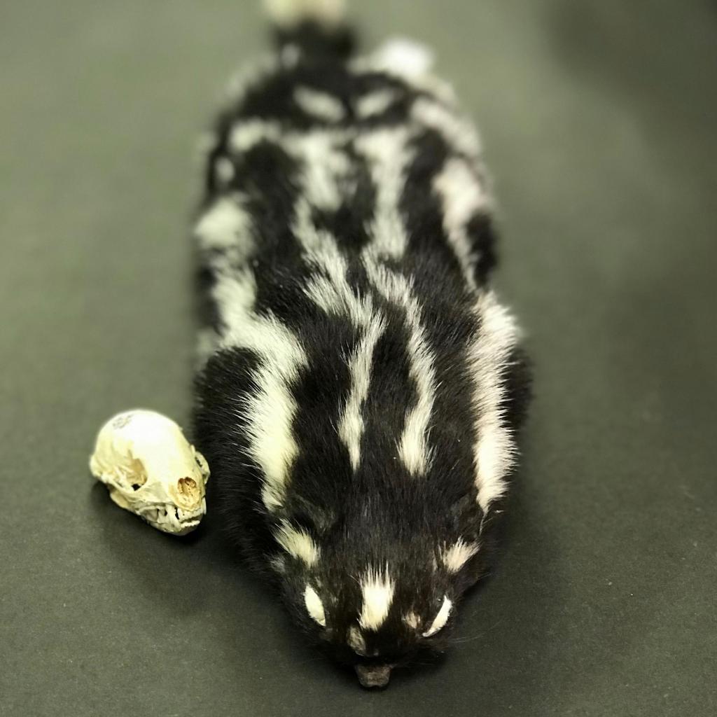 Spilogale putorius (“Eastern spotted skunk”) is a small skunk with unique spotted patterning its back. This specimen was collected in Georgia in 1965.