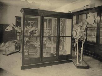 The museum in the Library Building, 1875. Courtesy of Hargrett Rare Book and Manuscript Library / University of Georgia Libraries.