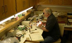 Cecil peering through a microscope at specimens.