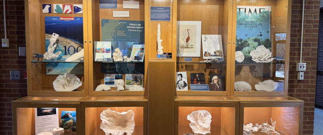 The exhibition case in Odum, which currently houses Dr. Porter's corals display.