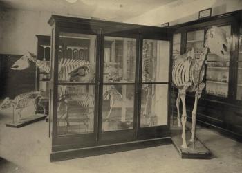 The museum in the Library Building, 1875. Courtesy of Hargrett Rare Book and Manuscript Library / University of Georgia Libraries.