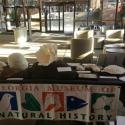 Table of Coral specimens displayed at Tate Center